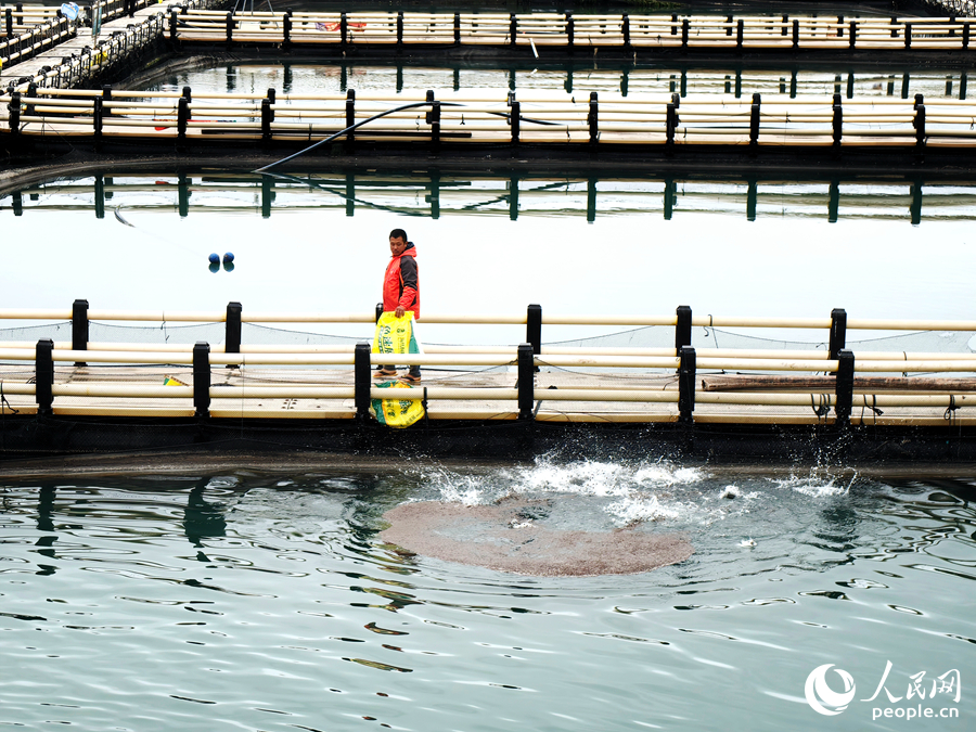 養(yǎng)殖工人林克勝在投料喂魚。人民網(wǎng) 葉青卿攝
