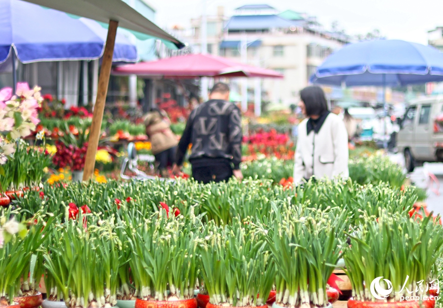 春節(jié)臨近，市民游客在漳州花卉市場挑選水仙花。人民網(wǎng) 李昌乾攝.jpg