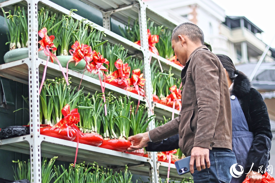 市民游客在漳州花卉市場選購水仙花。人民網(wǎng) 李昌乾攝