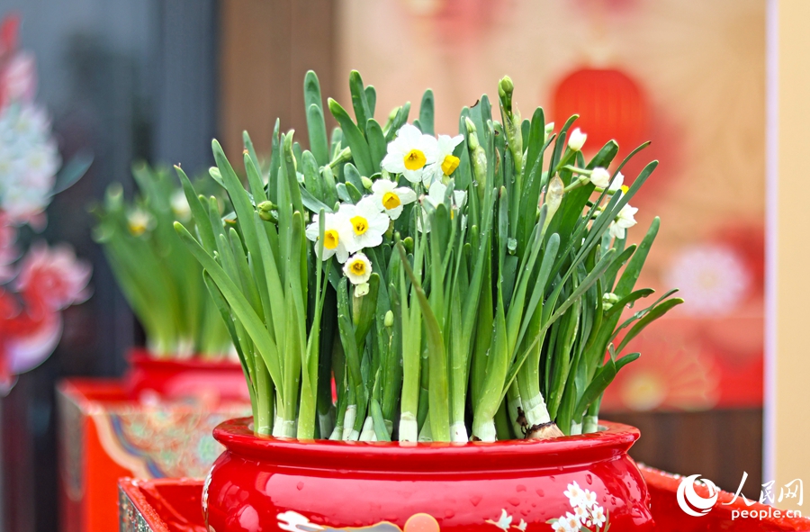 春節(jié)期間是水仙花的銷售旺季。人民網(wǎng) 李昌乾攝