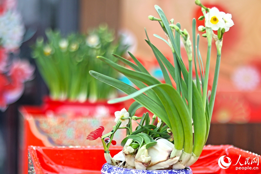 作為省級非遺，漳州水仙花雕刻技藝讓水仙花呈現(xiàn)出不同造型，深受消費者喜愛。人民網(wǎng) 李昌乾攝