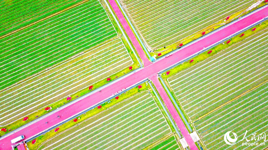位于漳州高新區(qū)的數(shù)千畝漳州水仙花保護基地核心保護區(qū)。人民網(wǎng) 李昌乾攝