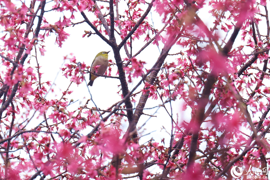 繡眼鳥(niǎo)在櫻花枝頭停留。人民網(wǎng)記者 陳博攝