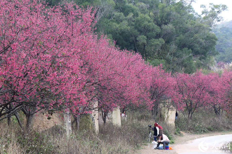 櫻花盛開(kāi)，遠(yuǎn)觀燦若煙霞。人民網(wǎng)記者 陳博攝