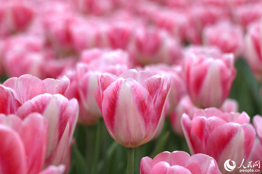 成片粉色郁金香浪漫氛圍拉滿。人民網(wǎng)記者 陳博攝