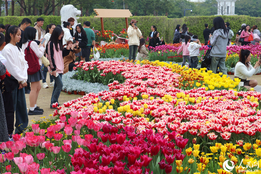 繽紛多彩的郁金香景觀引人駐足觀賞。人民網(wǎng)記者 陳博攝