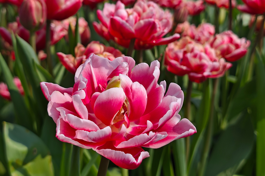 盛開的郁金香。胡康強攝