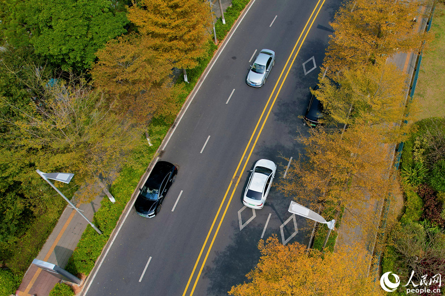 廈門市思明區(qū)展鴻路行道樹披上“黃衣”。人民網(wǎng)記者 陳博攝