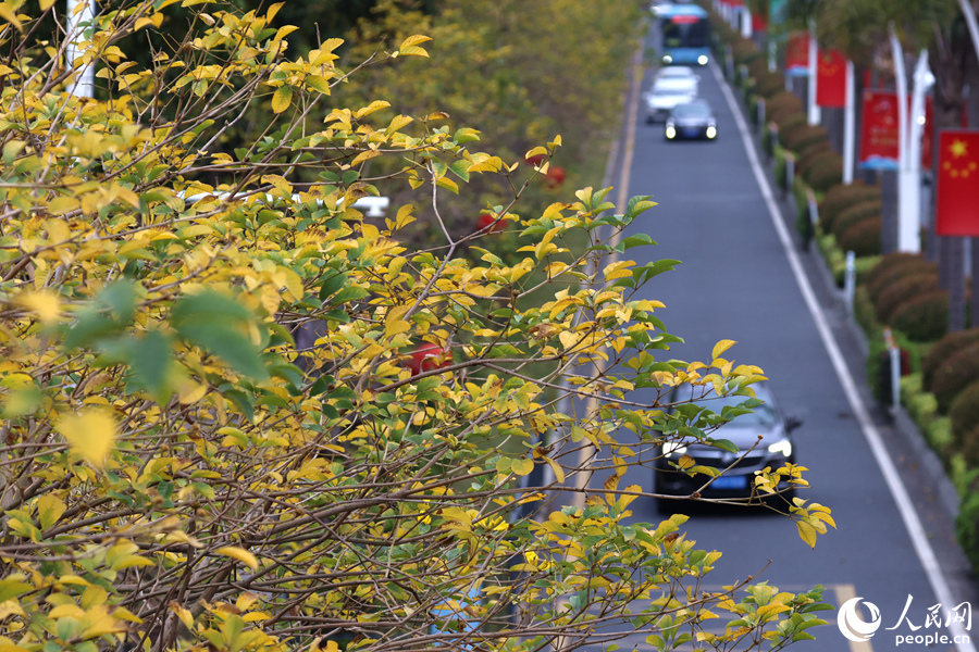 廈門市思明區(qū)湖濱西路，黃綠樹葉同處一枝頭。人民網(wǎng)記者 陳博攝