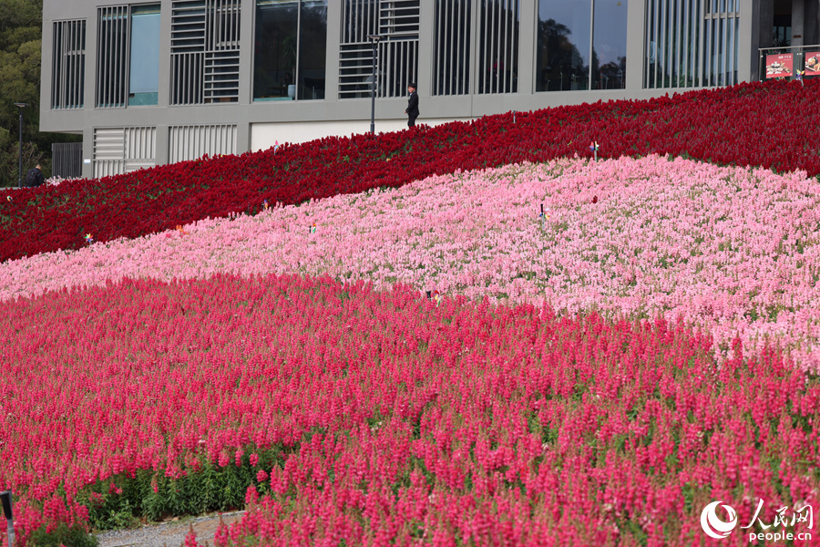 廈門(mén)梅?；ㄅ_(tái)6000平方米金魚(yú)草迎春綻放。人民網(wǎng)記者 陳博攝