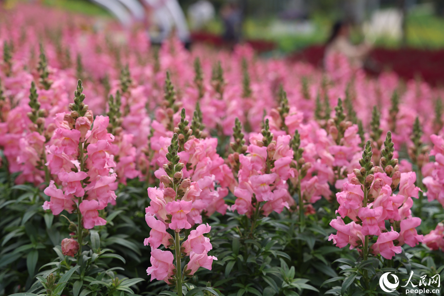 金魚(yú)草花朵盛放，像極了一座座小寶塔。人民網(wǎng)記者 陳博攝