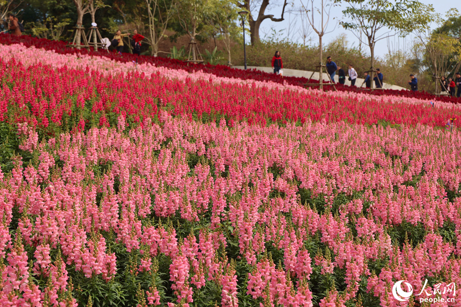 不同顏色的金魚(yú)草。人民網(wǎng)記者 陳博攝