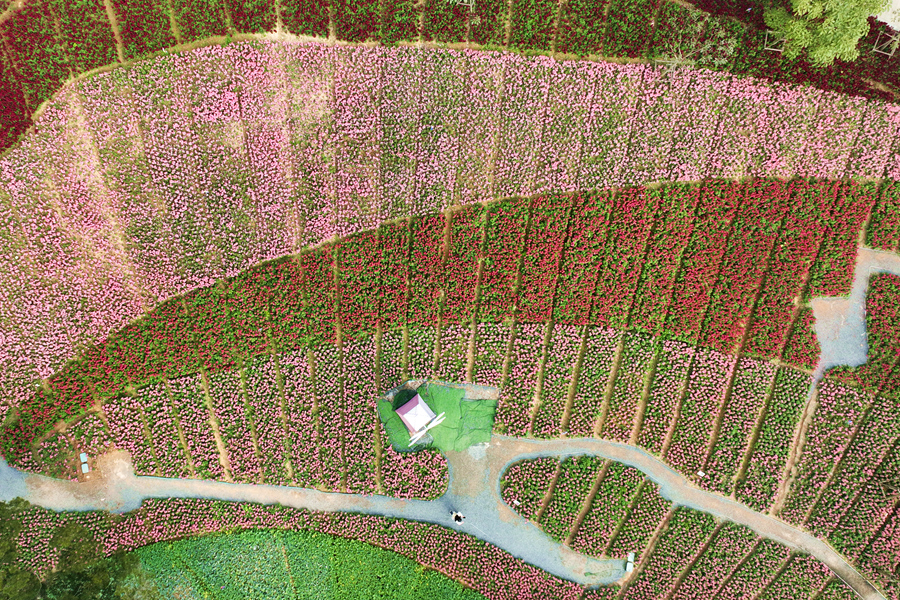 高空俯瞰金魚(yú)草花海，仿佛為美麗山谷披上了一層靚麗“春裝”。許秋珩攝