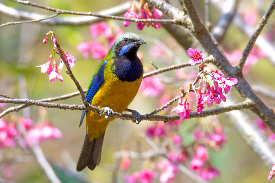緋櫻枝頭的雄性橙腹葉鵯。周龍杰攝