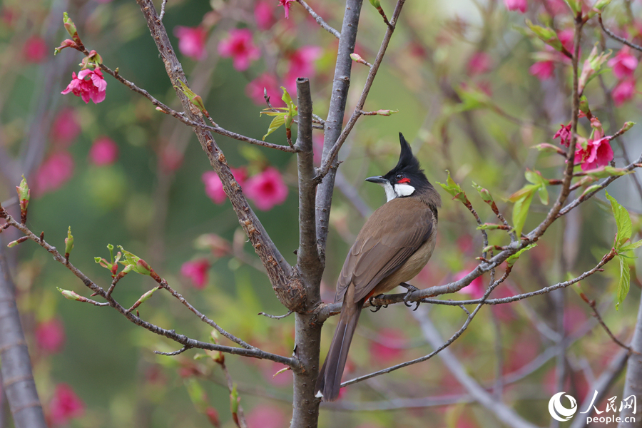 廈門園林博覽苑，造型獨特的紅耳鵯在櫻花枝頭遠眺。人民網(wǎng)記者 陳博攝