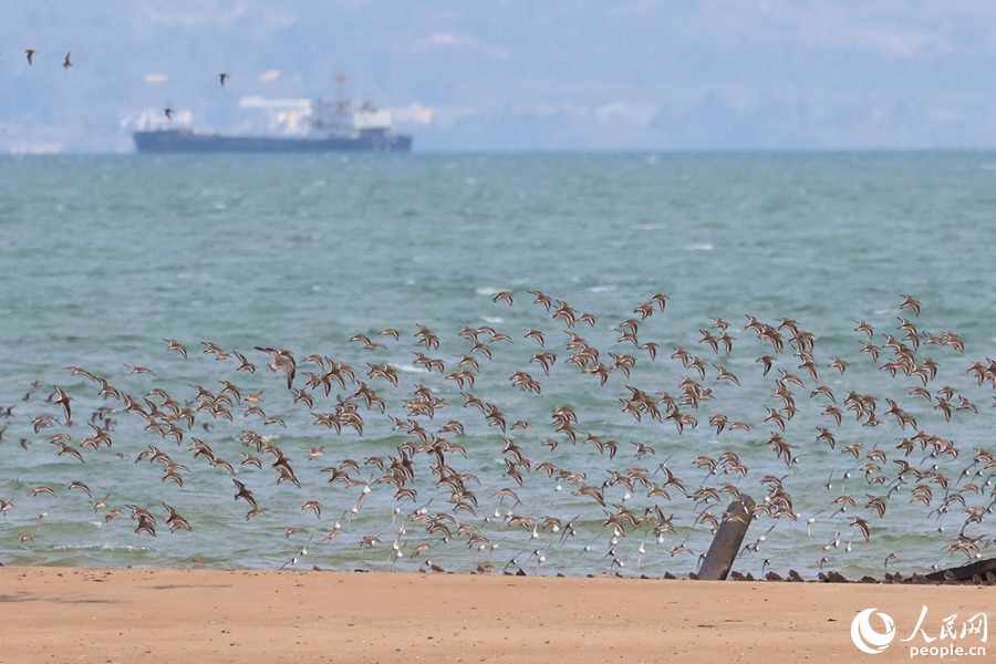 每到漲潮時(shí)分，成群海鳥(niǎo)在離岸較遠(yuǎn)的沙洲上盤(pán)旋。人民網(wǎng)記者 陳博攝