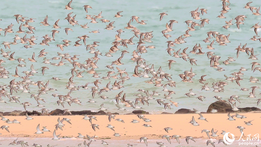 “鳥(niǎo)浪”以鸻鷸類(lèi)為主。人民網(wǎng)記者 陳博攝