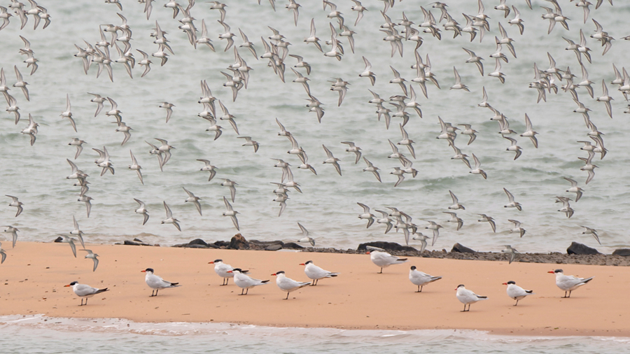 鸻鷸類(lèi)“鳥(niǎo)浪”之下，一群燕鷗在沙洲上停留。周龍杰攝