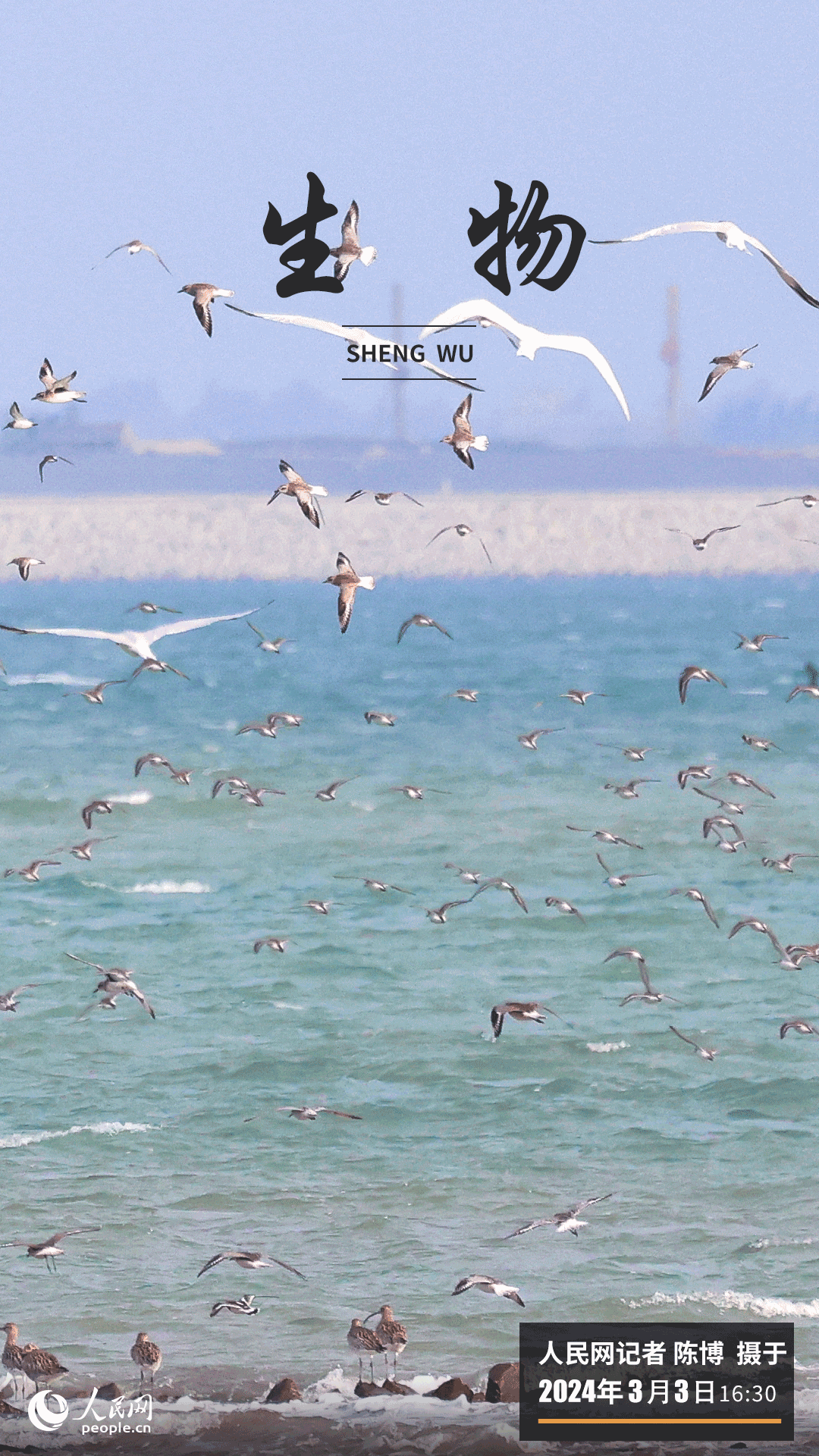 廈門七星礁一帶海域，水清岸綠，鷗鷺翔集，每到漲潮時分，陣陣海風(fēng)吹起片片“鳥浪”，碧海藍(lán)天間頻現(xiàn)萬鳥齊飛的壯觀場景，引得不少觀鳥愛好者前來拍攝。