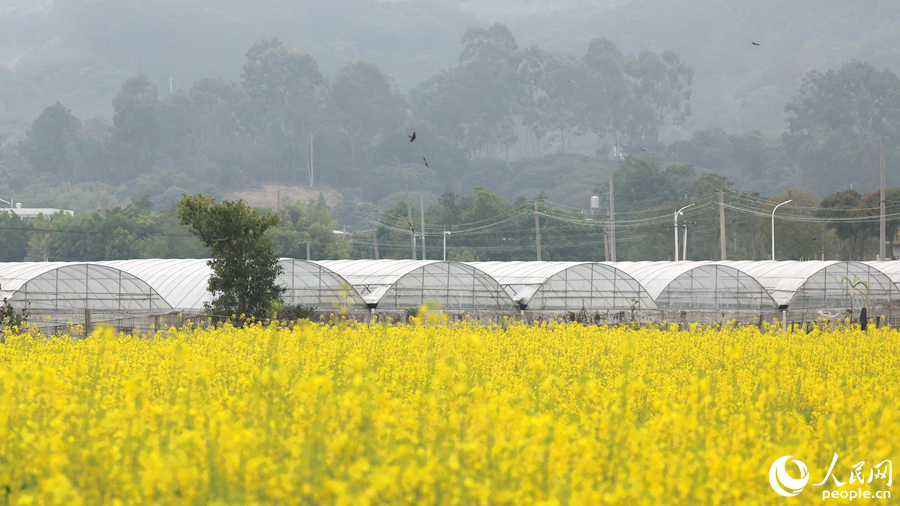 成群燕子在油菜花田上空盤旋。人民網(wǎng)記者 陳博攝
