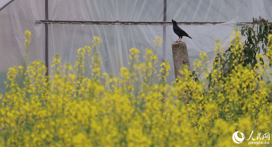 八哥鳥在油菜花田旁的石柱上眺望。人民網(wǎng)記者 陳博攝
