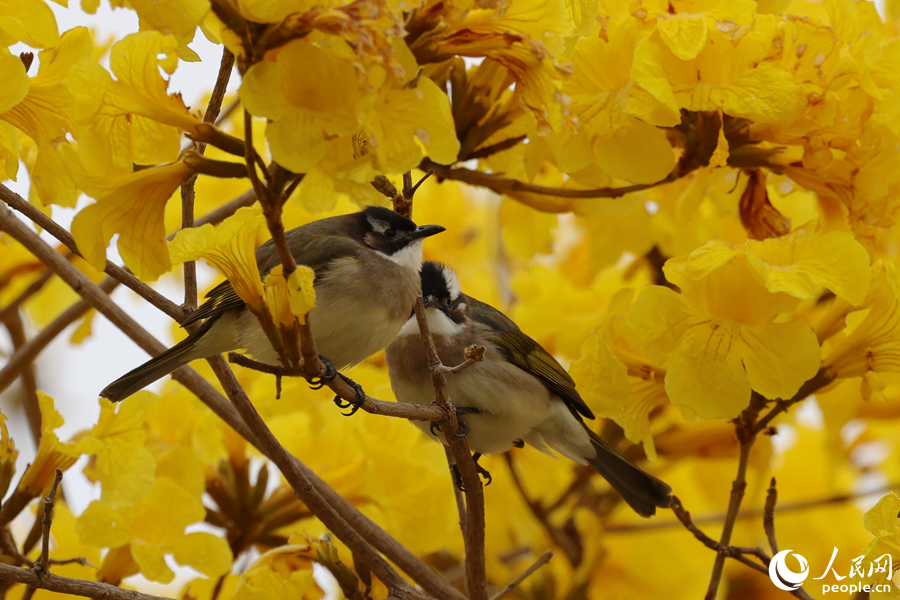 一對白頭鵯在黃花風(fēng)鈴木枝頭停留。人民網(wǎng)記者 陳博攝