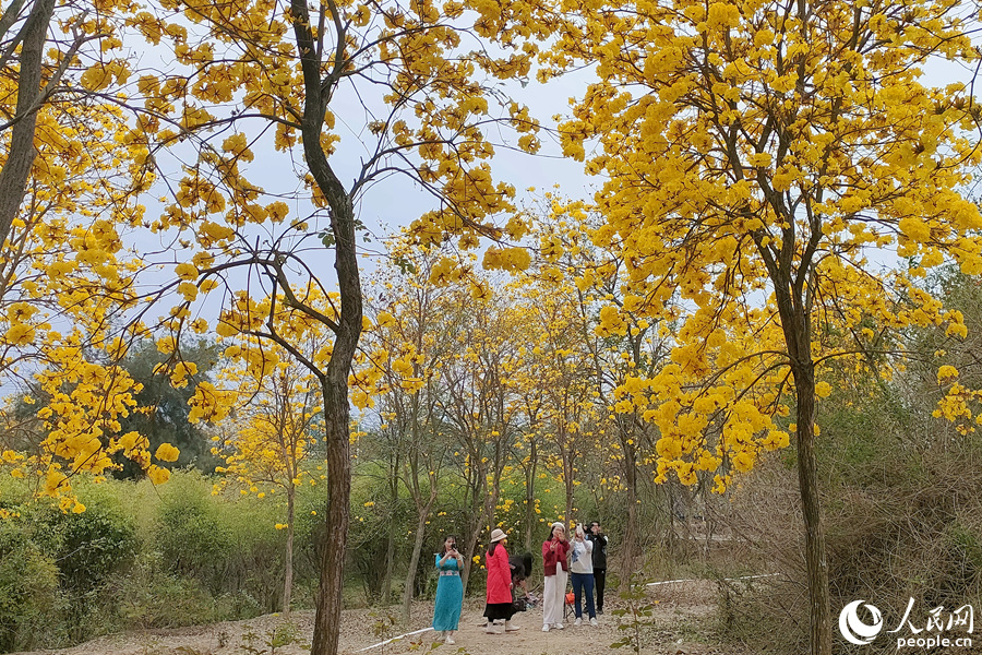 廈門同安后燒迎來大批賞花游客。人民網(wǎng)記者 陳博攝