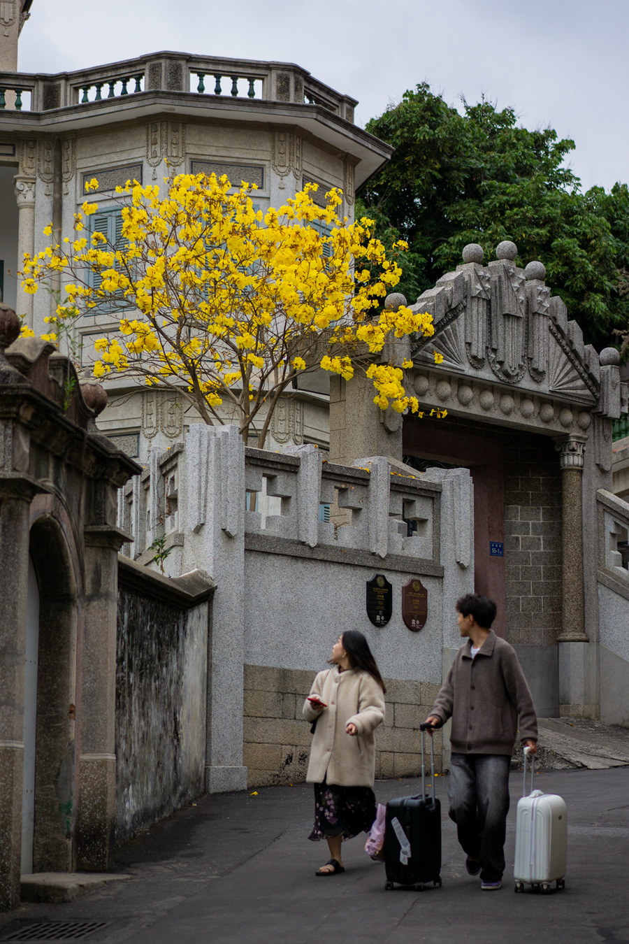 鼓浪嶼老別墅春色關(guān)不住，一樹黃花出墻來。張蔚攝
