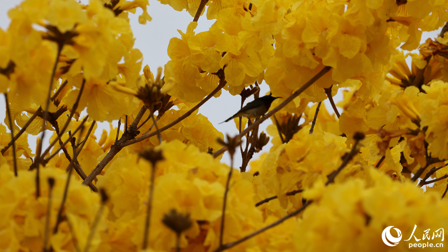 黃花枝頭的叉尾太陽鳥。人民網(wǎng)記者 陳博攝