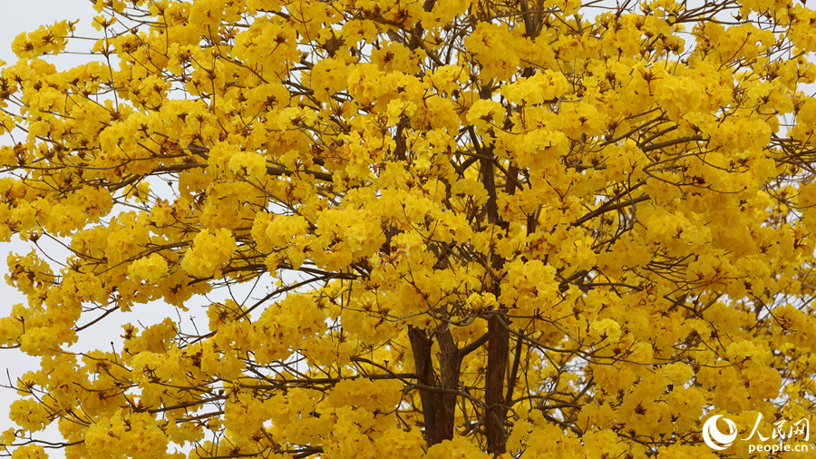 忠侖公園內(nèi)的黃花風(fēng)鈴木繁花滿樹。人民網(wǎng)記者 陳博攝