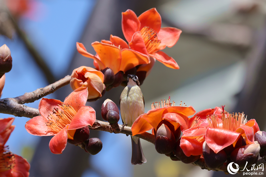 木棉花盛開，秀鳥立枝頭。人民網(wǎng)記者 陳博攝