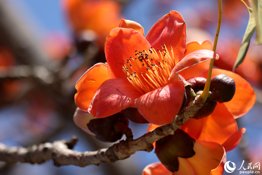 木棉花向陽綻放。人民網(wǎng)記者 陳博攝