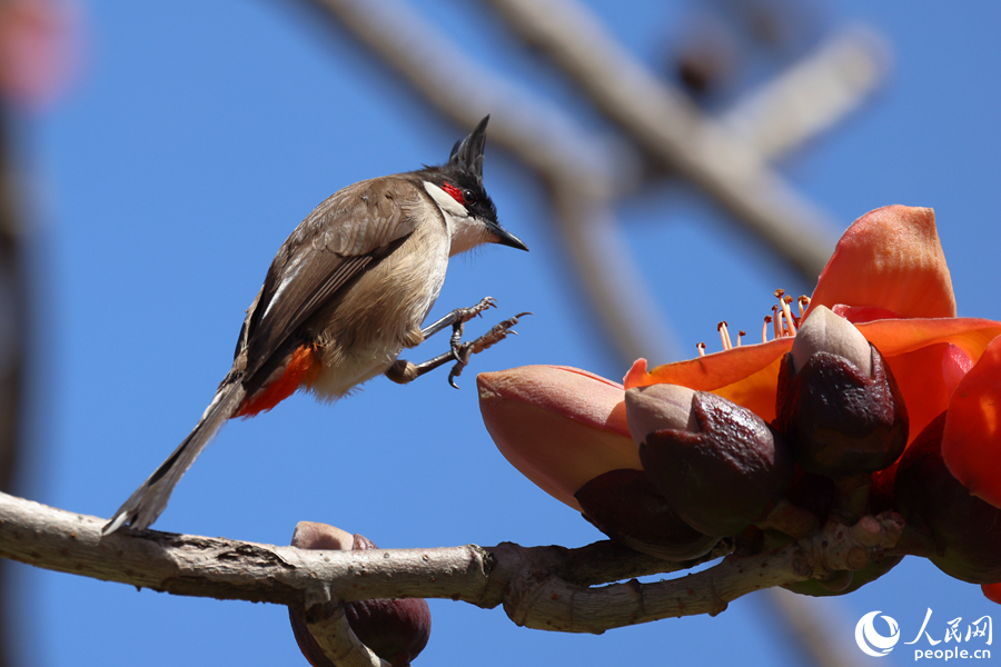 紅耳鵯跳向盛開的木棉花朵。人民網(wǎng)記者 陳博攝