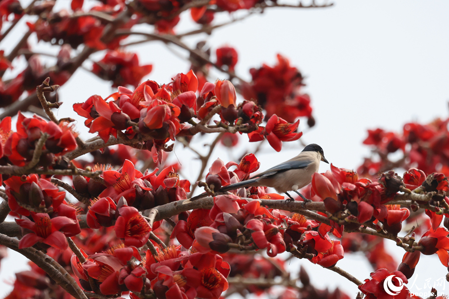 灰喜鵲穿梭于火紅的木棉花間。人民網(wǎng)記者 陳博攝