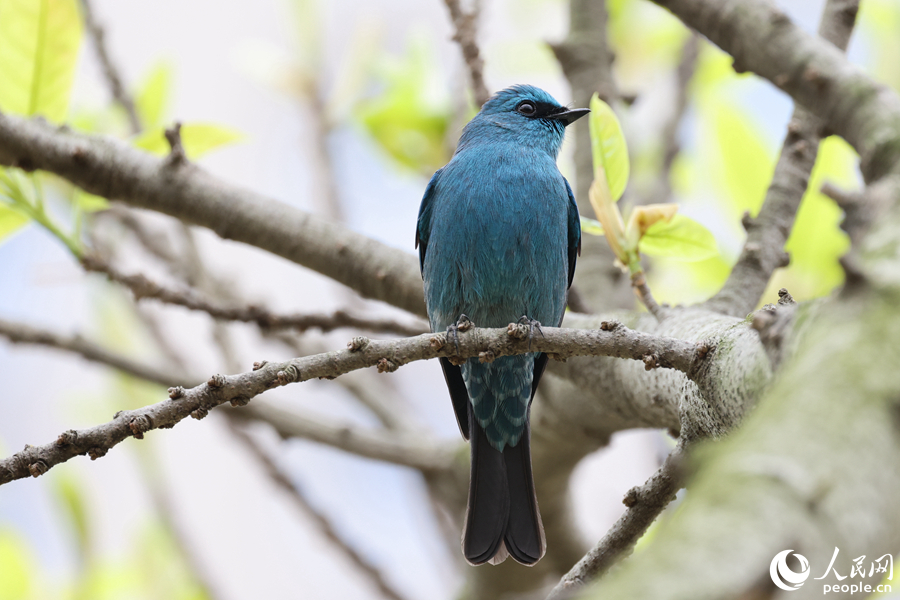 銅藍(lán)鹟雄鳥在綠樹枝頭停留。人民網(wǎng)記者 陳博攝