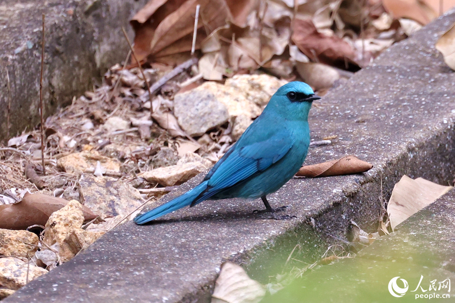銅藍(lán)鹟雄鳥在公園排水溝的落葉中覓食。人民網(wǎng)記者 陳博攝