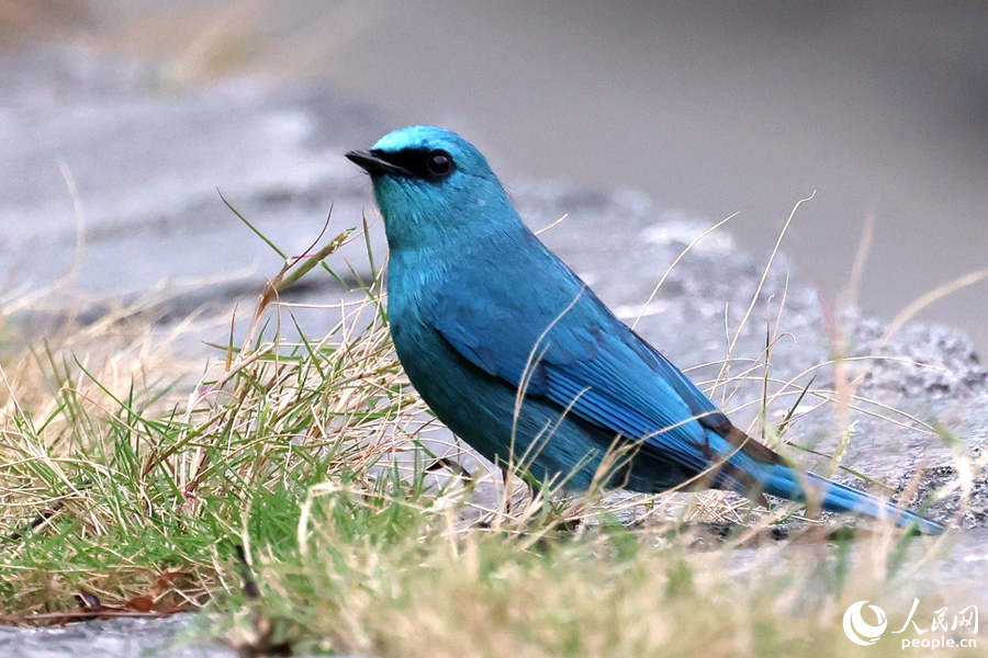 銅藍(lán)鹟雄鳥在公園草地中踱步。人民網(wǎng)記者 陳博攝