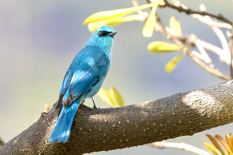 銅藍(lán)鹟好似春日里的“藍(lán)精靈”，迎接春的到來。江玲攝