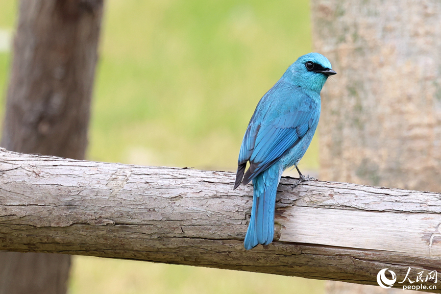 銅藍(lán)鹟在廈門島內(nèi)的住宅周邊現(xiàn)身較為少見。人民網(wǎng)記者 陳博攝