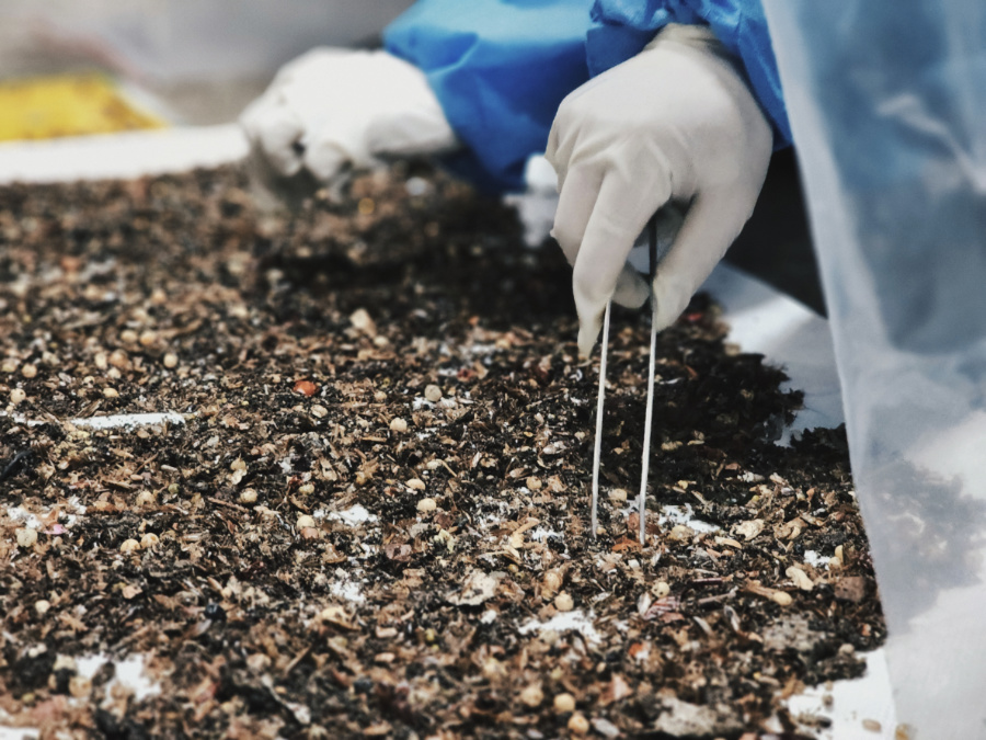 經監(jiān)測，船內死亡蜚蠊（蟑螂）高達2萬余只。鄭伯堅攝