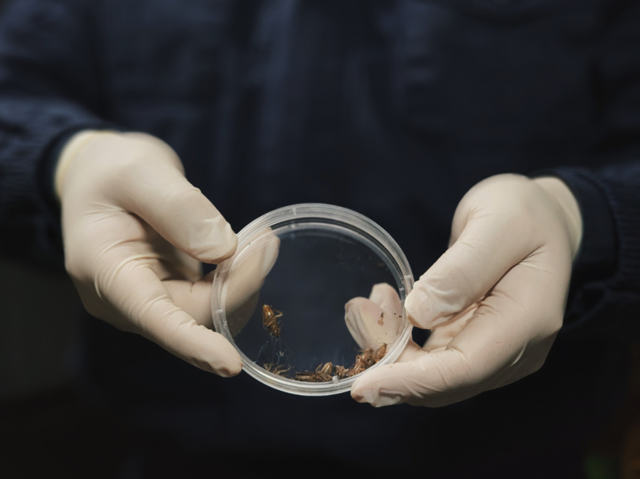 截獲的蜚蠊（蟑螂）。鄭伯堅攝