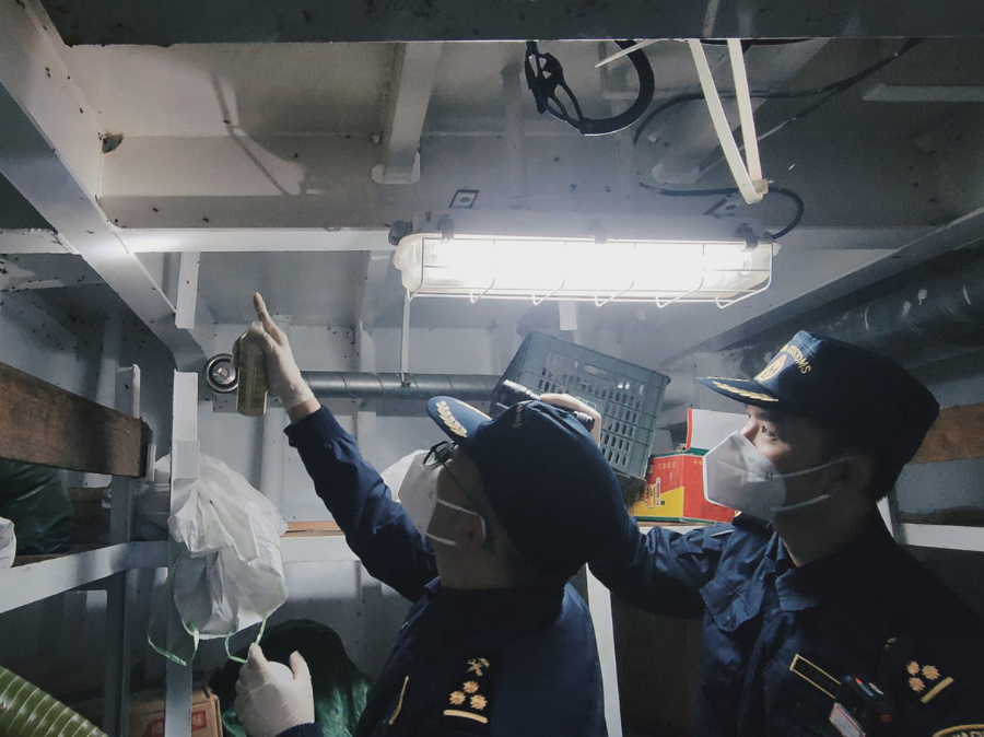 海關關員在漁船內發(fā)現大量活蟑螂。鄭伯堅攝