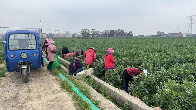 福清市大利現(xiàn)代農(nóng)業(yè)發(fā)展有限公司種植基地蠶豆采摘圖。福清市江鏡鎮(zhèn)供圖