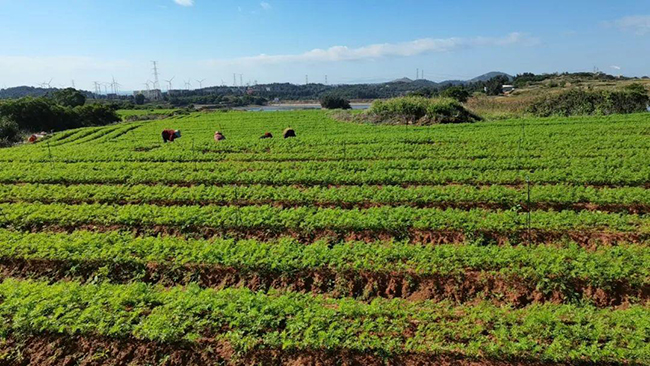福清市港頭鎮(zhèn)后葉村胡蘿卜基地。福清市港頭鎮(zhèn)供圖