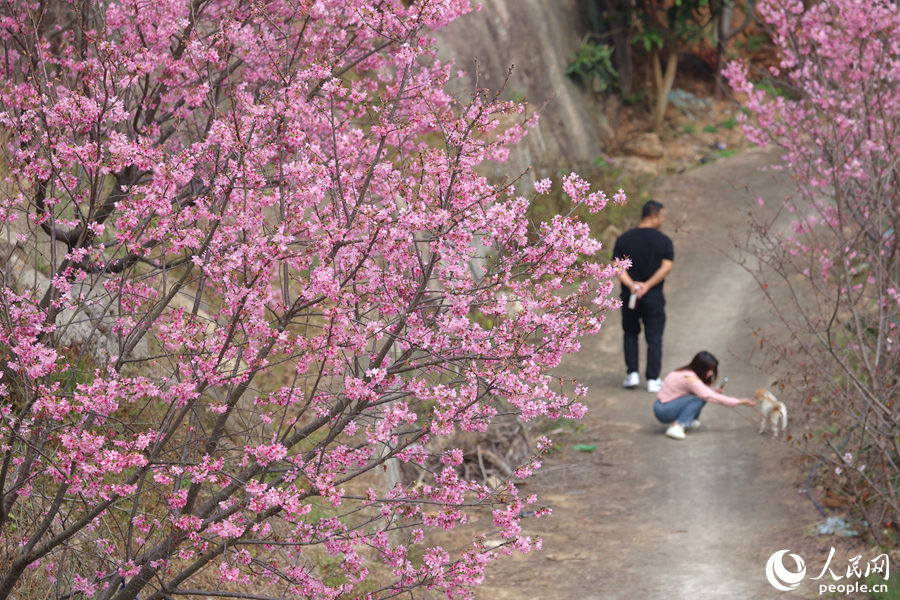市民游客漫步花海小徑。人民網(wǎng)記者 陳博攝