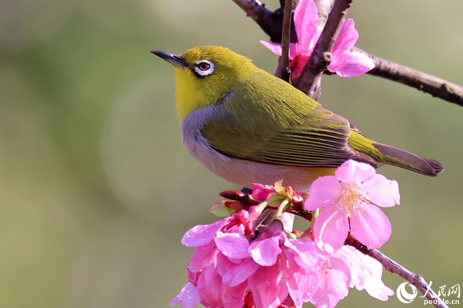 繡眼鳥穩(wěn)坐櫻花枝頭。人民網(wǎng)記者 陳博攝
