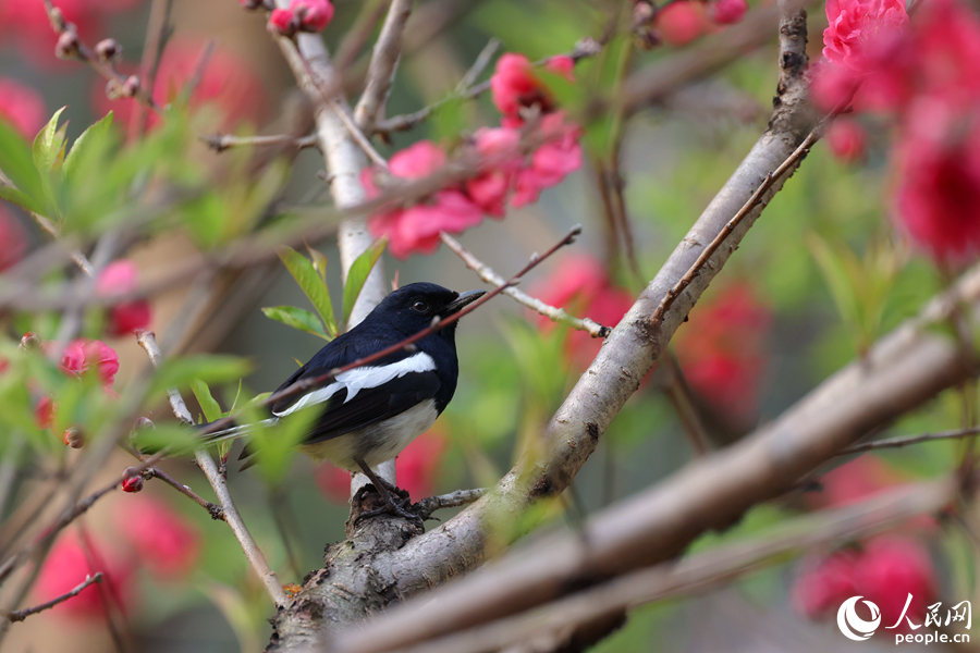 鵲鴝在桃樹的虬枝丫杈間停留。人民網(wǎng)記者 陳博攝