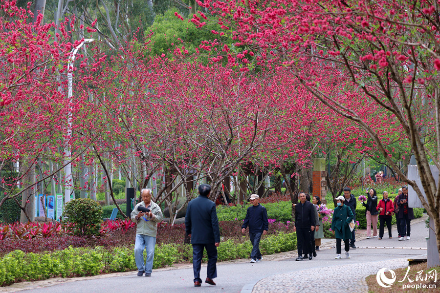 遠(yuǎn)觀桃林燦若煙霞，過往游人一步一景。人民網(wǎng)記者 陳博攝