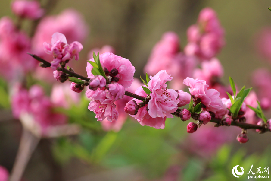 朵朵桃花抱團(tuán)成串。人民網(wǎng)記者 陳博攝