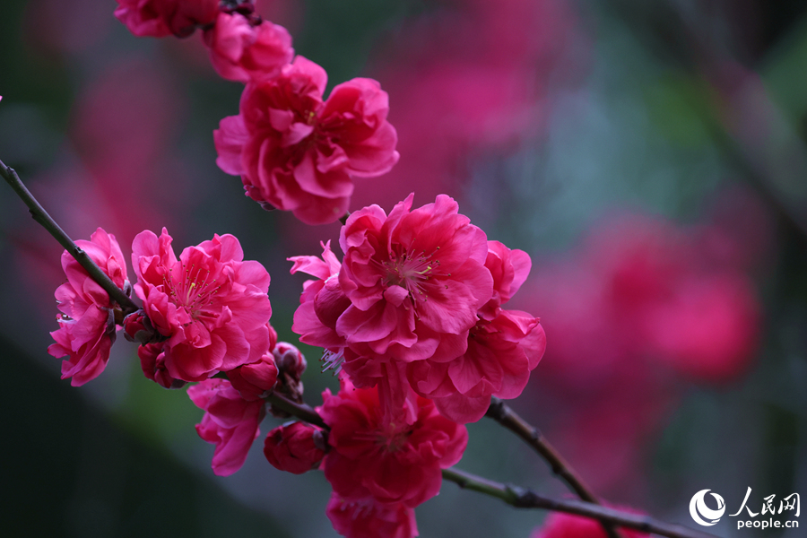 廈門市忠侖公園里花姿婀娜的碧桃。人民網(wǎng)記者 陳博攝